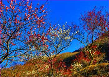 幕山梅咲く頃