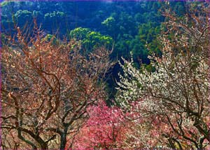 梅咲く幕山公園