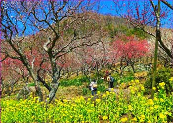 菜の花も咲き誇る幕山公園