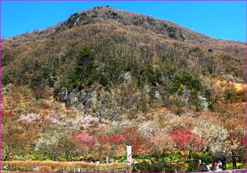 幕山梅咲く頃