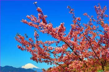 河津桜