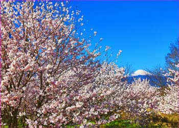 大井の桜