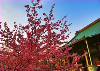 河津桜満開