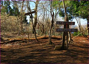 ミツバ岳山頂