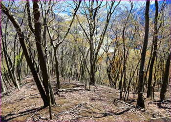 寺ノ沢への尾根