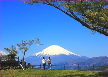 大野山山頂春うらら