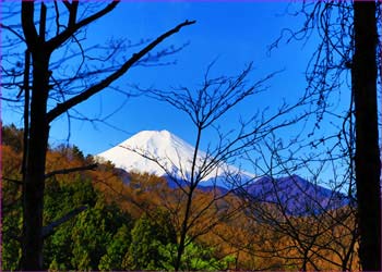 木立越しに富士が