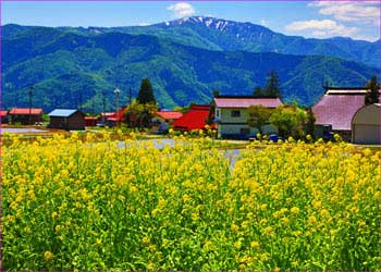 飯山温井の遅き春