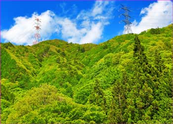 天目山辺りの新緑