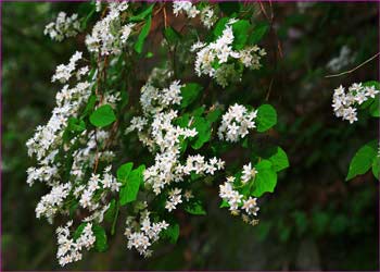 ウツギの花