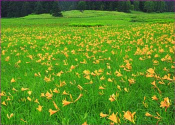 大江湿原花盛り