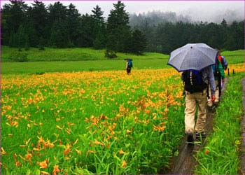 雨の大江湿原