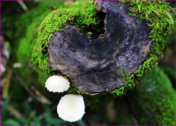 苔むす切り株にキノコ