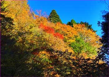 用木沢紅葉