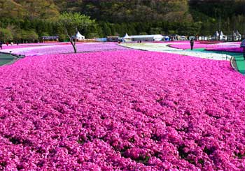 芝桜