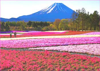 富士桜