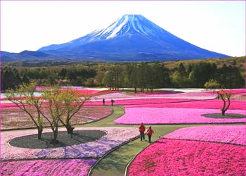 富士と芝桜