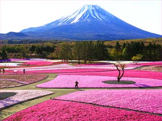 芝桜富士