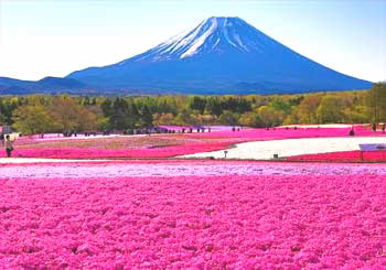 富士と芝桜