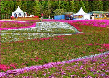 芝桜公園