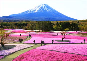 富士芝桜