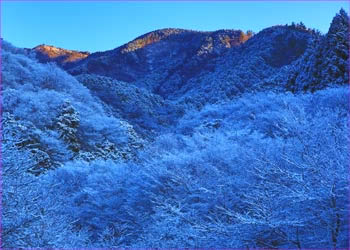 雪明けの森