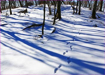 雪明けの森