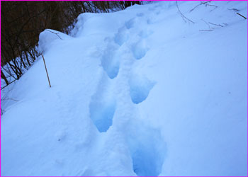 雪深し