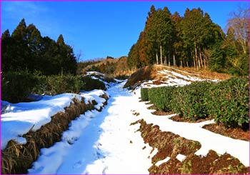 宮地山への道