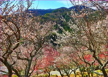 梅公園満開