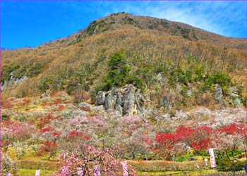 幕山梅公園