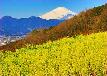 富士見塚の景