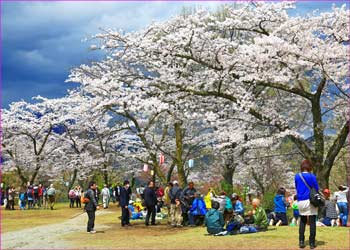 満開の弘法山