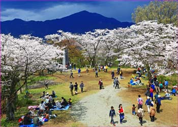 弘法山花盛り