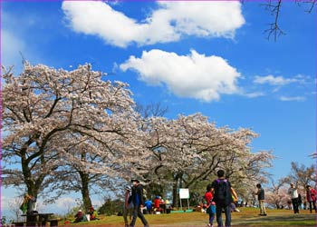 弘法山桜満開