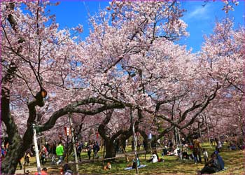 高遠城址公園満開