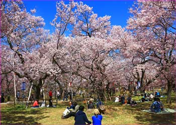 高遠の春