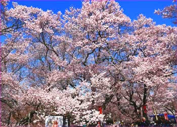 高遠桜満開