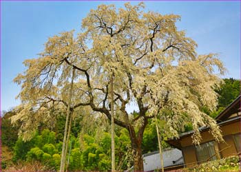 大安寺のしだれ桜