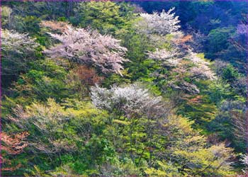 山桜