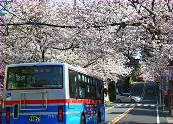 鎌倉山桜