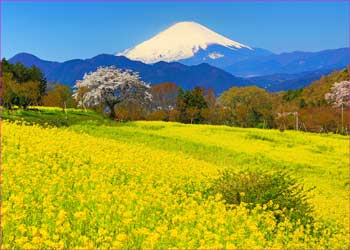 富士見塚菜の花