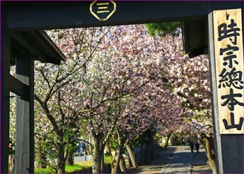 遊行寺八重桜