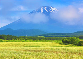 須山ソバ畑の富士