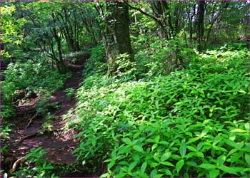 若草の林床