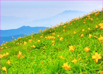 k和賀岳キスゲ咲く