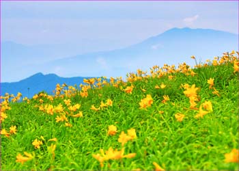 和賀岳お花畑