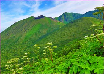 花畑に秋田駒ヶ岳