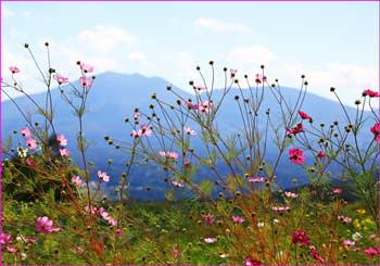 秋桜咲く