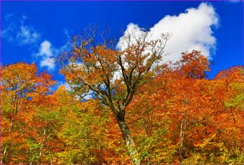 黒沢紅葉